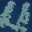 Non era abbellirvi blu #182