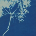 Non era abbellirvi blu #184