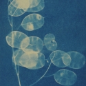 Non era abbellirvi blu #185