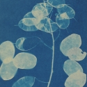 Non era abbellirvi blu #186