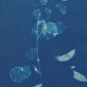 Non era abbellirvi blu #187