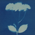 Non era abbellirvi blu #176