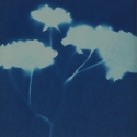 Non era abbellirvi blu #177